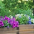 12 помилок, які ви робите, вирощуючи рослини в контейнерах у квітковому саду