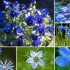 13 Однорічних робіт із синіми та синіми квітами