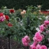 7 Популярні сорти для формування троянд на стеблі