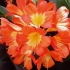 Clivia care вдома